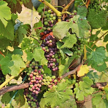 Residencial Pinho B&B 밀하다