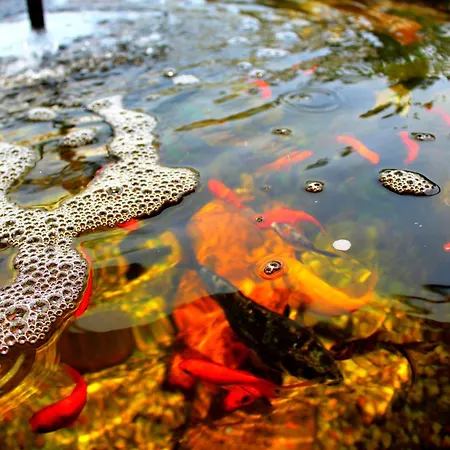 B&B Residencial Pinho 3*